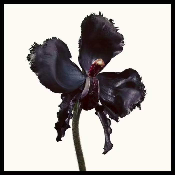 TOM FORDBLACK ORCHID RESERVEEau De Parfum 100ml 2 TOM FORDBLACK ORCHID RESERVEEau De Parfum 100ml